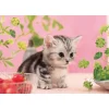 Apollo-Sha Jigsaw Puzzle 48-615 Lovely Cat (300 Pieces) Fashion