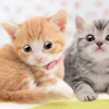 Apollo-Sha Jigsaw Puzzle 48-647 Pet Cat Munchkin & American Shorthair (300 Pcs) Shop