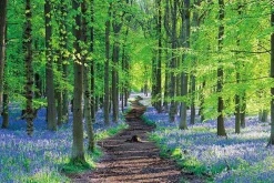 Clearance Appleone 1000-862 Jigsaw Puzzle English Bluebells (1000 Pieces)