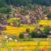 Online Appleone 1000-865 Jigsaw Puzzle Fluttering Cosmos In Shirakawago Gifu Japan (1000 Pieces)