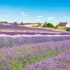Discount Appleone 500-291 Jigsaw Puzzle Lavender Field In Cotswolds England (500 Pieces)