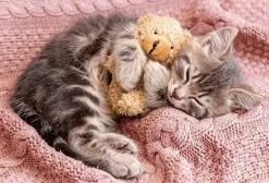 Best Appleone 300-356 Jigsaw Puzzle Napping Kitten With Teddy Bear (300 Pieces)