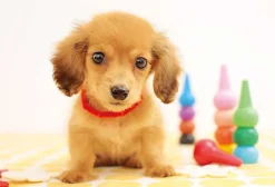 Outlet Appleone 300-355 Jigsaw Puzzle Puppy Ready To Play (300 Pieces)