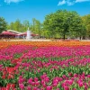 Clearance Appleone 500-290 Jigsaw Puzzle Tonami Tulip Park (500 Pieces)