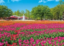 Clearance Appleone 500-290 Jigsaw Puzzle Tonami Tulip Park (500 Pieces)