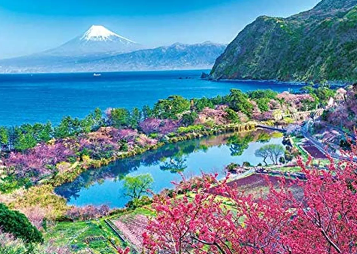 Hot Appleone Jigsaw Puzzle 500-252 Hana Peach Mt. Fuji Shizuoka Japan (500 Pieces)