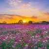 Online Appleone Jigsaw Puzzle 1000-802 Sunset And Cosmos In Saitobaru Tombs (1000 Pieces)