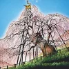 Hot Appleone Jigsaw Puzzle 300-338 Seiji Fujishiro Miharu Takizakura Fukushima (300 Pieces)