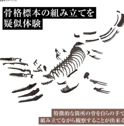 Best Bandai Imaginary Skeleton 1/32 Mosasaurus Plastic Model