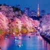 New Beverly 33-207 Jigsaw Puzzle Cherry Blossoms In Chidorigafuchi (300 Pieces)