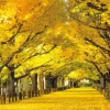 Best Beverly 66-191 Jigsaw Puzzle Ginkgo Trees Of The Outer Meji Shrine Garden (600 Pieces)