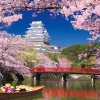Best Sale Beverly 66-157 Jigsaw Puzzle Himeji Castle With Cherry Blossoms (Hyogo,Japan) (600 Pieces)