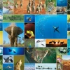 Sale Beverly 31-504 Jigsaw Puzzle Life Of Animals (1000 Pieces)