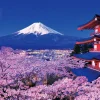 Store Beverly 51-276 Jigsaw Puzzle Mt.Fuji And Asama Shrine With Cherry Blossoms (1000 Pieces)