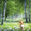 Cheap Beverly 66-214 Jigsaw Puzzle Walking Path With Puppy By Taku Nagaoka (600 Pieces)
