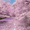 Clearance Beverly Jigsaw Puzzle 33-184 Cherry Blossom In Hirosaki Castle Park Aomori (300 Pieces)