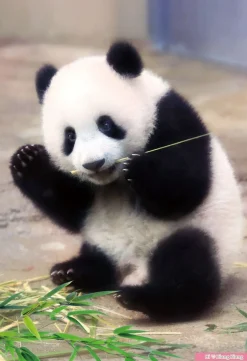 Best Beverly Jigsaw Puzzle L74-172 Panda Xiang Xiang (150 L-Pieces)