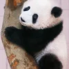 Store Beverly Jigsaw Puzzle L74-173 Panda Xiang Xiang (150 L-Pieces)