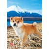Flash Sale Beverly Jigsaw Puzzle L74-162 Pretty Pet Series Dog Shiba Inu (150 L-Pieces)