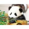 Clearance Beverly Jigsaw Puzzle L74-165 Pretty Pet Series Panda (150 L-Pieces)