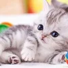 Store Beverly Jigsaw Puzzle M108-207 Pretty Pet Kitty Cat (108 S-Pieces)