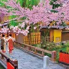 Online Beverly Jigsaw Puzzle M81-565 Sakura (Cherry Blossom) Blooming Gion Japan (1000 S-Pieces)