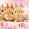 Discount Beverly Jigsaw Puzzle P88-022 Baby Bunnies (88 L-Pieces)