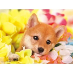 Flash Sale Beverly Jigsaw Puzzle P64-103 Dog (108 Pieces)