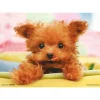 Online Beverly Jigsaw Puzzle P64-101 Dog I Am Hungry (108 Pieces)