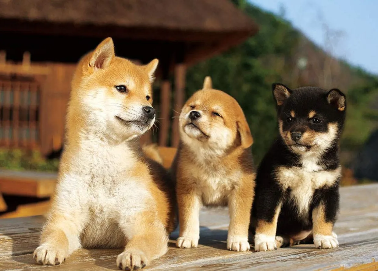 Cheap Beverly Jigsaw Puzzle P66-137 Miniature Shiba Dog Friends (600 Pieces)
