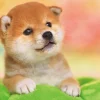 Discount Beverly Jigsaw Puzzle P108-839 Shiba Puppy (108 Pieces)