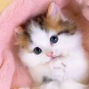 Clearance Beverly P33-204 Jigsaw Puzzle Begging Kitten (300 Pieces)