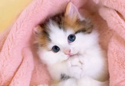 Clearance Beverly P33-204 Jigsaw Puzzle Begging Kitten (300 Pieces)