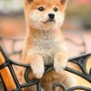 Store Beverly P33-194 Jigsaw Puzzle Puppy Waiting At A Bench (300 Pieces)