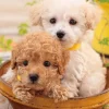 Sale Beverly P33-193 Jigsaw Puzzle Puppies In A Pot (300 Pieces)