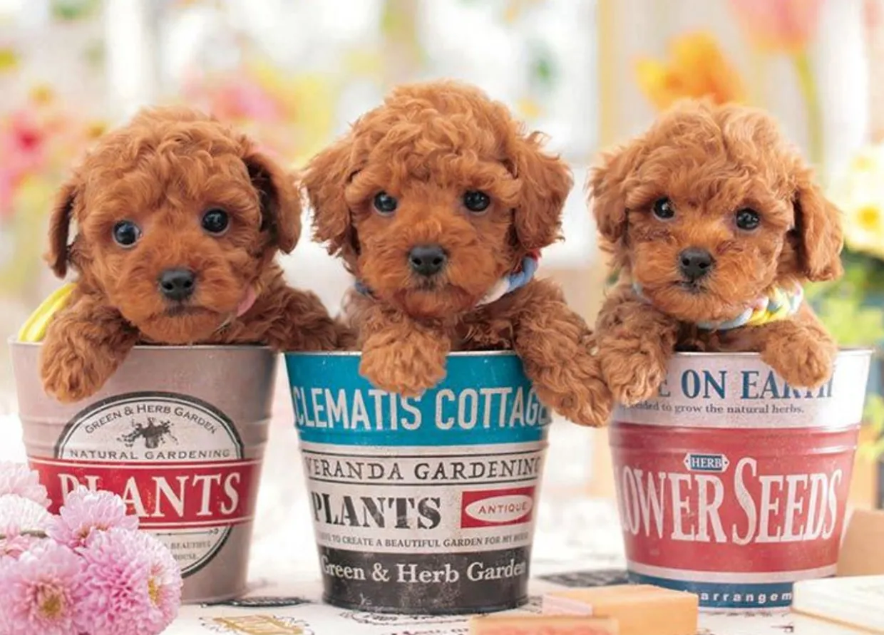 Sale Beverly P66-225 Jigsaw Puzzle Puppies In Planters (600 Pieces)