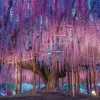 Discount Beverly P33-186 Jigsaw Puzzle Wisteria Fantasy (300 Pieces)