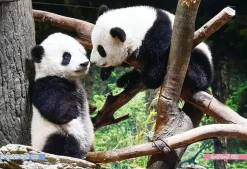 Outlet Beverly P33-212 Jigsaw Puzzle Xiao Xiao & Lei Lei Baby Pandas (300 Pieces)