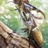 Ensky Jigsaw Puzzle 108-L598 Hercules Beetle (108 L-Pieces) Best