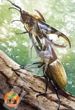 Ensky Jigsaw Puzzle 108-L598 Hercules Beetle (108 L-Pieces) Best