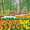 Epoch 79-368 Jigsaw Puzzle Keukenhof Park With Tulips Netherlands (450 S-Pieces) Discount