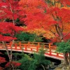 Epoch Jigsaw Puzzle 23-597 Autumn Leaves Momijidani Park Miyajima Hiroshima Japan (2016 S-Pieces) Sale