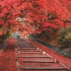 Epoch Jigsaw Puzzle 05-114 Autumn Leaves Bishamondo Temple Kyoto Japan (500 Pieces) New