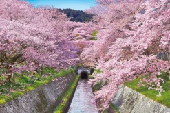 Epoch Jigsaw Puzzle 10-788 Blooming Lake Biwa Canal In Shiga (1000 Pieces) Clearance