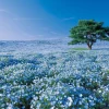 Epoch Jigsaw Puzzle 31-003 Blue Hill Nemophila Japan (1053 S-Pieces) Cheap