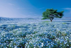 Epoch Jigsaw Puzzle 31-003 Blue Hill Nemophila Japan (1053 S-Pieces) Cheap