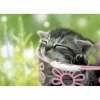 Epoch Jigsaw Puzzle 01-042 Cat Sleeping In The Sun (108 Pieces) Cheap