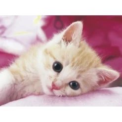 Epoch Jigsaw Puzzle 04-521 Cat (216 S-Pieces) Shop