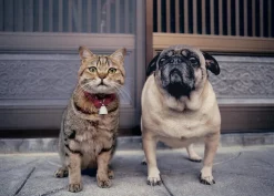 Epoch Jigsaw Puzzle 06-061 Cat And Pug (500 Pieces) New