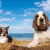 Epoch Jigsaw Puzzle 26-260 Cat And Dog By The Beach (300 Pieces) Hot